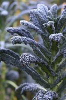Brassica oleracea 'Nero di Toscana' with frost
