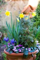 Early spring container planting with spring bulbs