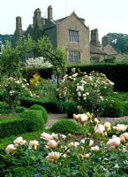 Secluded rose garden with view of the hall, with Standard Rosa 'Little White Pet' and  Rosa 'Brother Cadfael' in Buxus edged beds - Lawkland Hall, Yorkshire