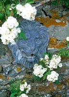 Rosa 'Seagull' wreathes around lion lead wall fountain - Lawkland Hall, Yorkshire 