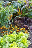 Mixed vegetables and Tagetes  - Lactuca sativa 'Leny', Lactuca sativa 'Gaugin',  Capsicum annuum 'Pinokkio' and Beta vulgaris 'Bright Lights' 