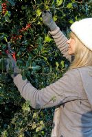 Woman cutting holly from tree for Christmas decorations
