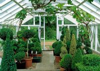 Interior of the greenhouse full of topiary specimens - River Garden Box Nursery