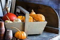 Wooden trug of harvested squashes in the potting shed at RHS Harlow Carr