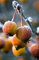 Malus 'Evereste' - Crab Apples with frost