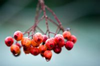Frosted berries of Sorbus 'Eastern Promise'