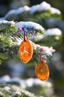 Abies amabilis - Decorated fir with dried orange slices