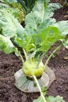 Brassica oleracea 'Lanro' with protective collar - Protected against cabbage root fly
