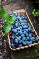 Punnet of freshly picked, organic blueberries