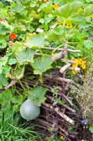 Compost heap surrounded by Tropaelum and Cucurbita