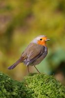 Erithacus rubecula -Robin perching on mossy stump