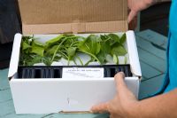Mail order mixed vegetable plants 