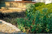 Mixed border in urban front garden with glaucous foliage of Sedum 'Meteor' and black leaves of Ophiopogon planiscapus 'Nigrescens'