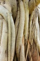India banyan tree roots