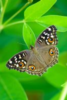 Junonia lemonias - Lemon Pansy butterfly