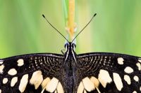 Papilio Demoleus - Lime butterfly 