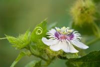 Passiflora foetida - Stinking Passion flower in the Indian countryside