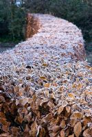 Beech hedge with frost