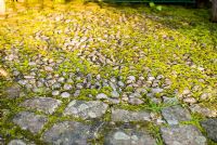 Curved stone paving and cobbles with moss