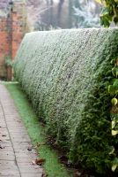 Shaped yew hedge with frost - Vicarage Botanical Garden