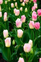 Tulipa 'Dreaming Maid'