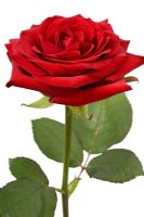 Rosa - Red Rose