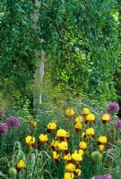 Betula pendula underplanted with Iris, Allium, Achillea and Stipa gigantea in 'A Theatrical Garden' at the RHS Chelsea Flower Show