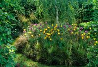 A grass path surrounding a mound with Betula pendula underplanted with Iris. Allium, Achillea, Stipa gigantea and grasses in 'A Theatrical Garden' at the RHS Chelsea Flower Show