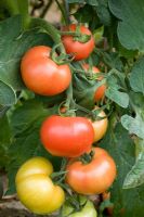 Tomato 'Elegance' - Grafted variety from Suttons