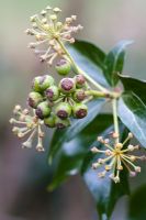 Hedera helix - Common ivy berries