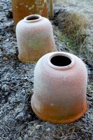 Terracotta rhubarb pots covering rhubarb stools in midwinter, for early forcing outdoors