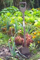 Old garden spade in potager