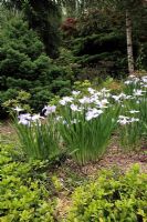 Iris japonica ensata and Pachysandra with bark chip mulch - Japanese garden, Peckham Rye Park, London 
