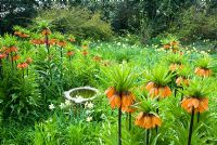 Fritillaria imperialis naturalised in rough grass with Narcissus, stone bird bath in centre