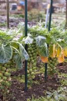 Brassica oleracea - Brussels sprouts on allotment