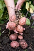 Freshly dug potato 'Desiree'