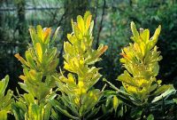Banksia serrata showing the golden saw-edged foliage