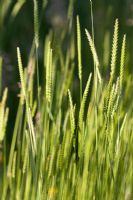Cynosurus cristatus - Native grass 
