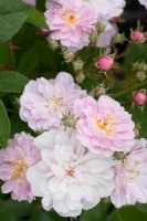 Rosa 'Paul's Himalayan Musk' - Rambler rose
