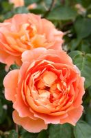 Rosa 'Pat Austin' - English rose
