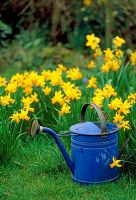 Blue metal watering can beside Narcissus