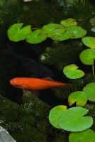 Goldfish in pond with miniature Nymphaea and Ceratophyllum demersum foliage