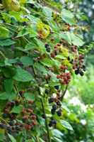 Rubus - Blackberries