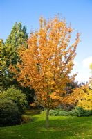Sorbus alnifolia - Cambridge Botanic Gardens