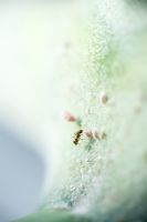 Mealy bugs and ant on Kalanchoe