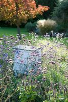 Bee hive in border with Verbena bonariense - Cambridge Botanic Gardens