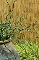Juncus decipiens 'Curly-wurly'  - Corkscrew rush sprouting from the top of a tall Mediterranean oil jar