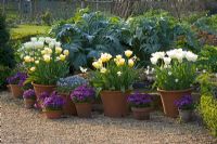 The walled garden with cardoons behind terracotta containers in spring planted with tulips in shades of white and pale yellow - Kelmarsh Hall, Northamptonshire