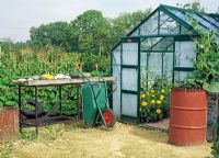 Wheelbarrow leading against table outside greenhouse with sweetcorn growing in background