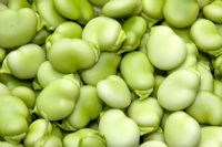 Vicia faba - Broad beans 